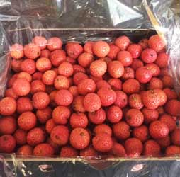 Lychee variety Kwai Mai Pink destined for export to the USA