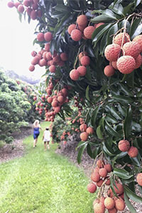 Lychee fruit 2021 orchard kids