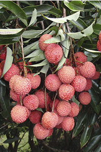 Lychee fruit 2021 KMP on tree